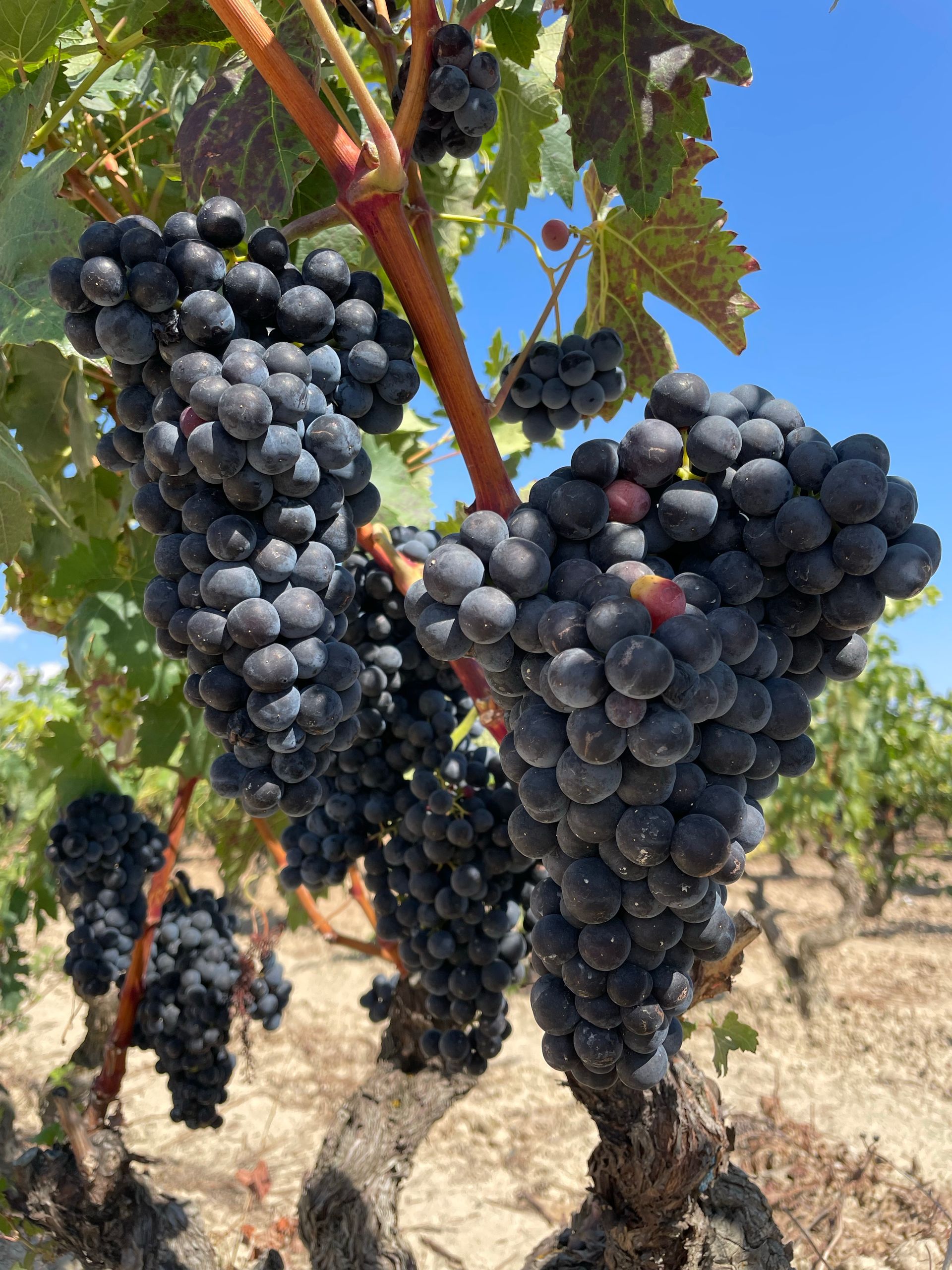 Grenache druiven
